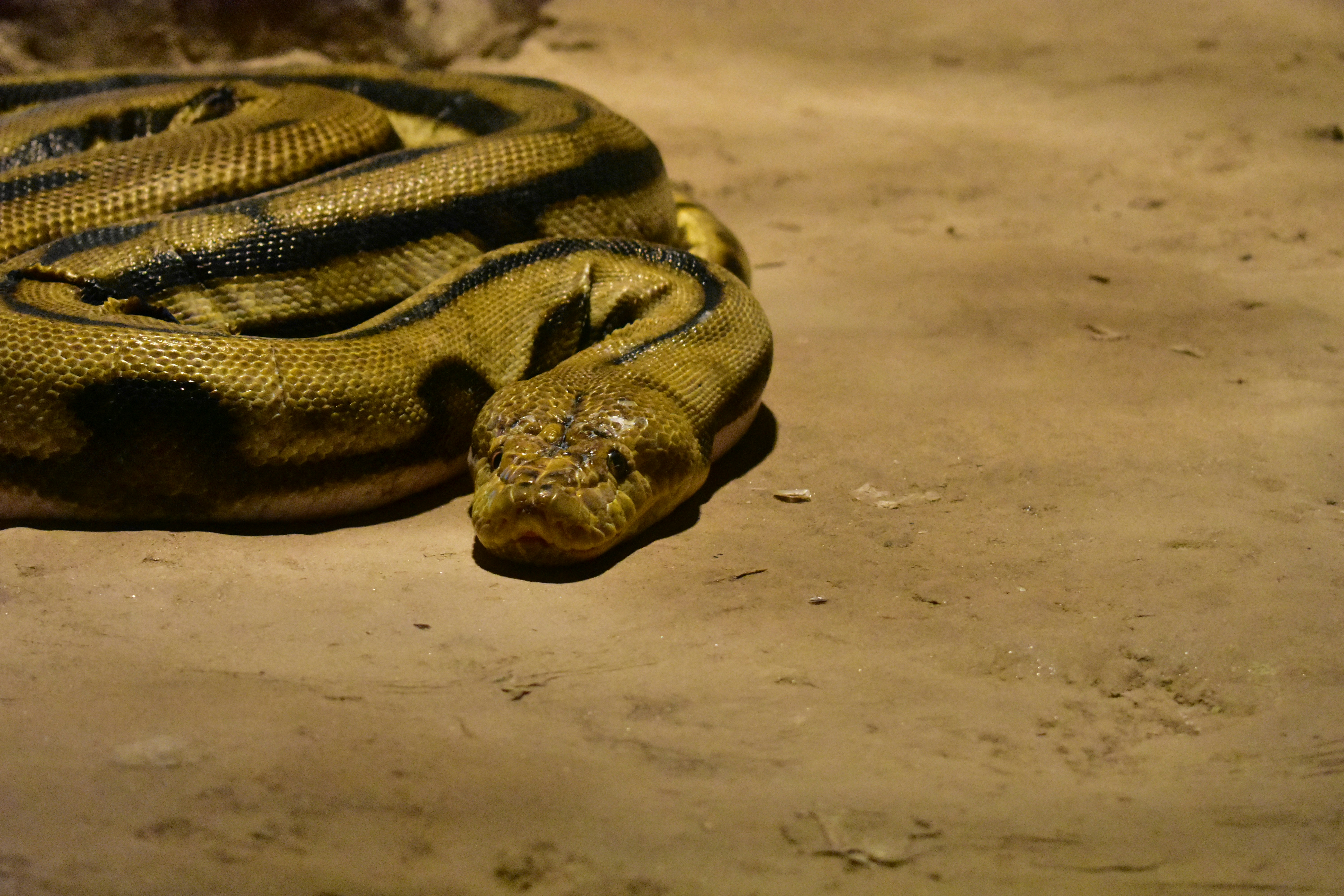 Wildlife Wednesdays: Green anaconda