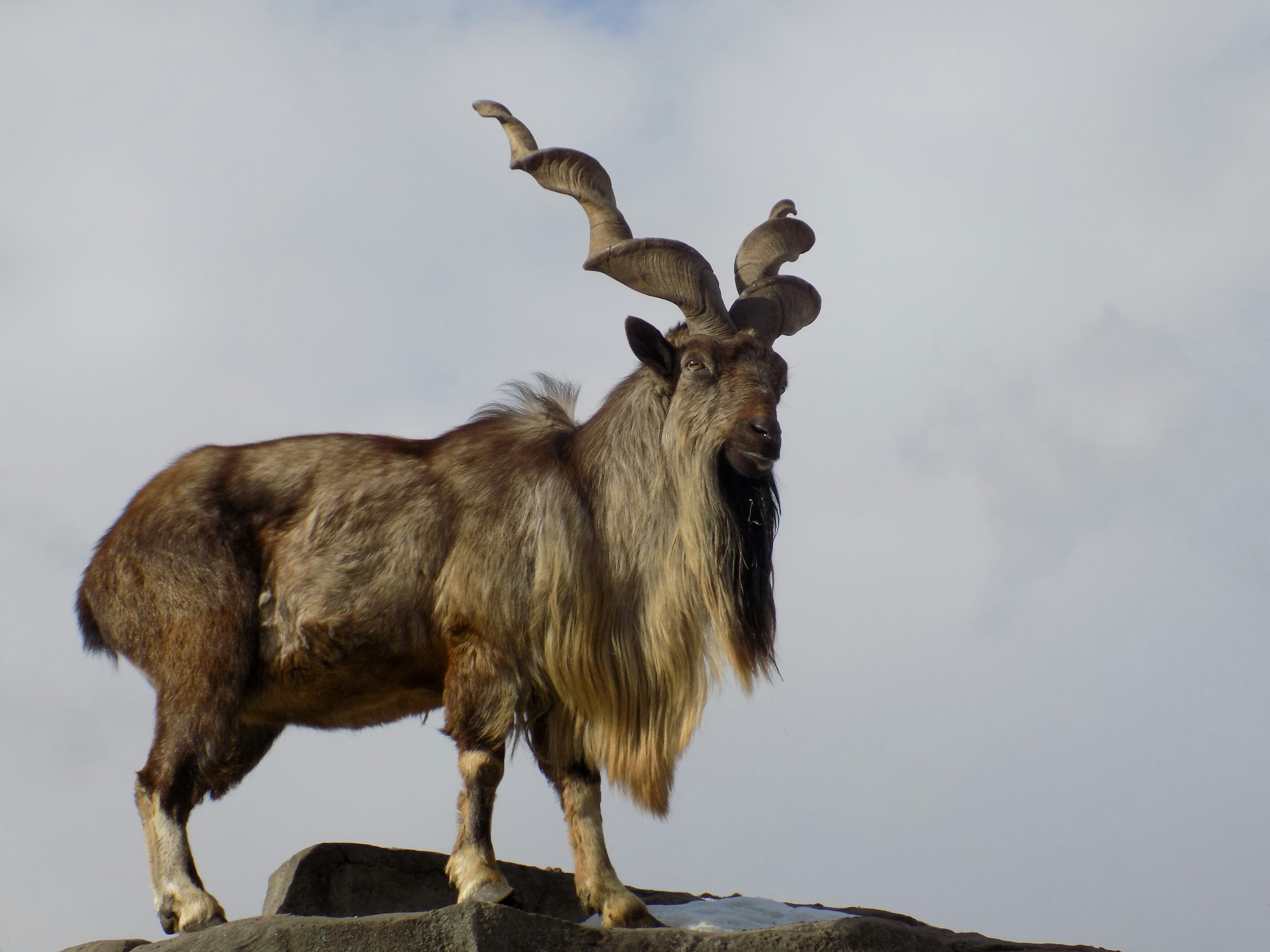 Wildlife Wednesdays: Markhor