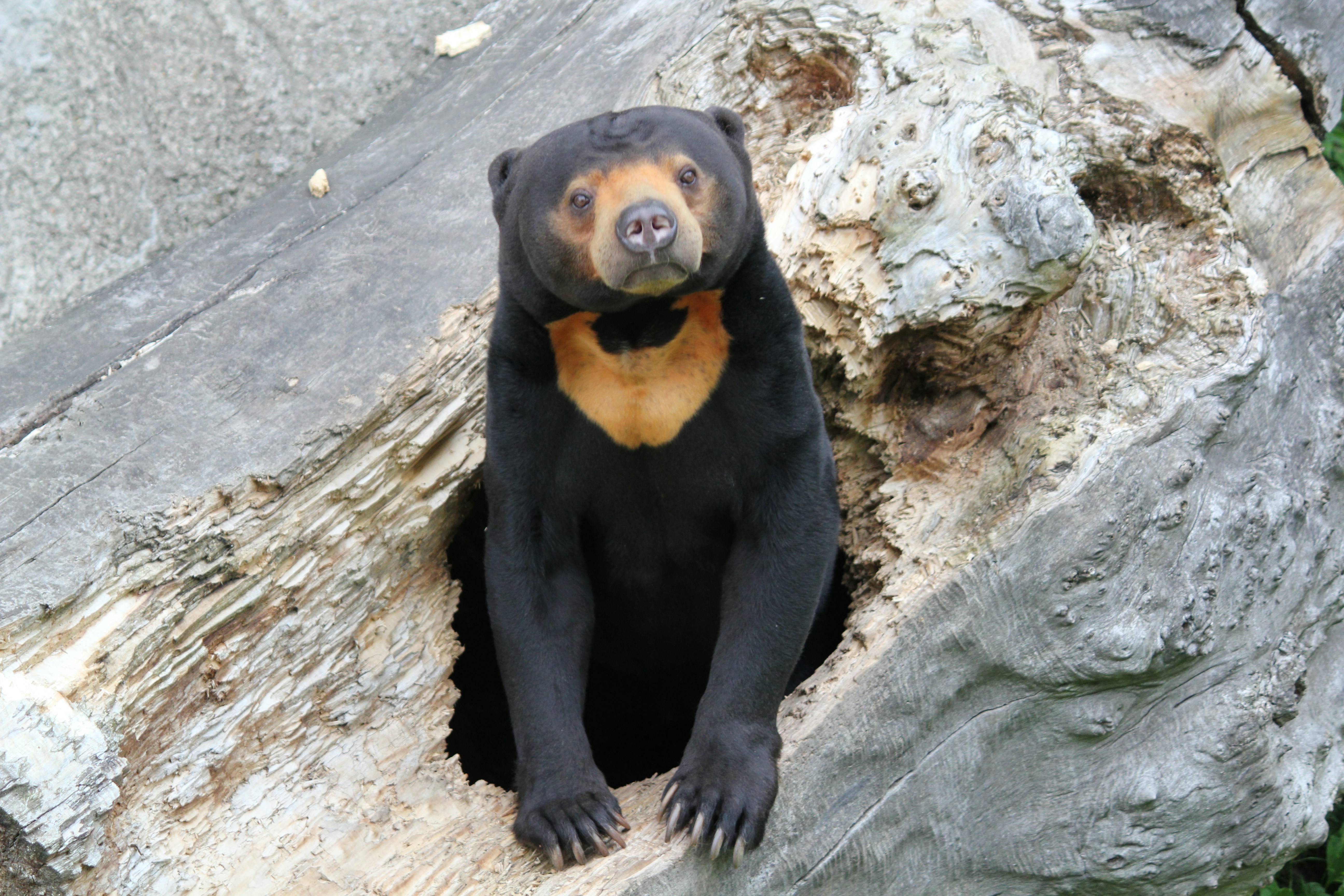 Wildlife Wednesdays: Sun Bear