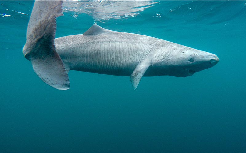 Wildlife Wednesdays: Greenland Shark