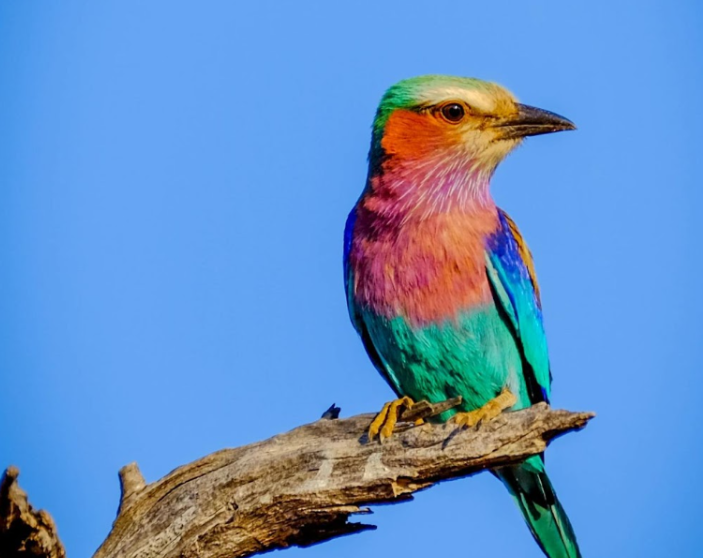 Wildlife Wednesdays: Lilac Breasted Roller