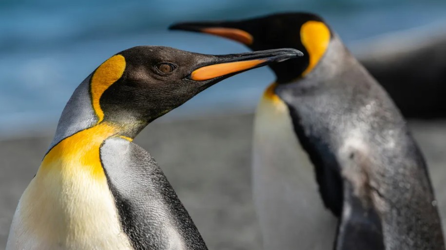 Wildlife Wednesdays: Emperor Penguin