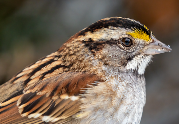 Wildlife Wednesdays: White-throated sparrow
