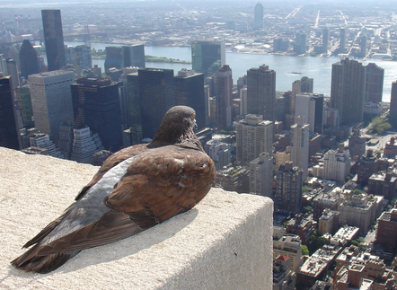 When Urbanization and Nature Collide