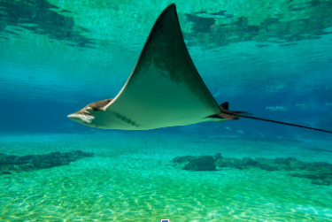 Wildlife Wednesdays: Giant oceanic manta ray