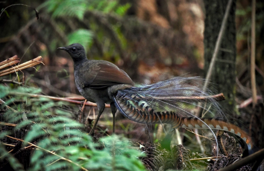 Wildlife Wednesdays: SUperb Lyrebird